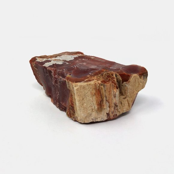 Agatized Petrified Wood - Picture 3 of 4